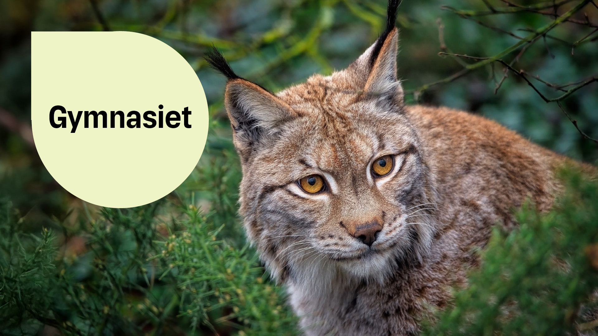 Ett lodjur tittar fram i skogen, en geometrisk form med texten "gymnasiet"