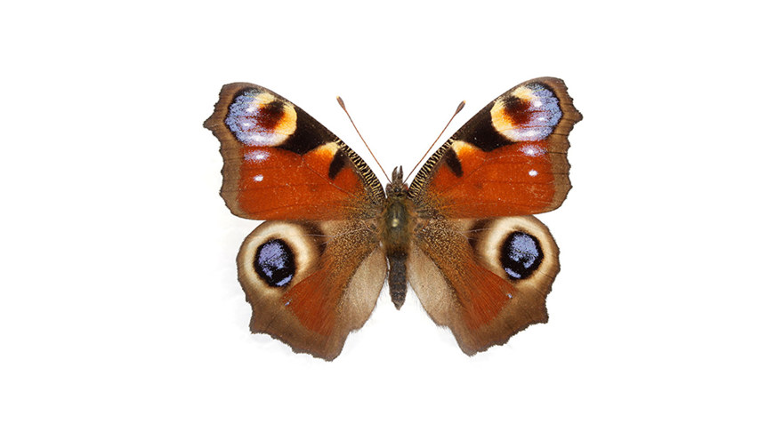 Ingen beskrivning tillgänglig