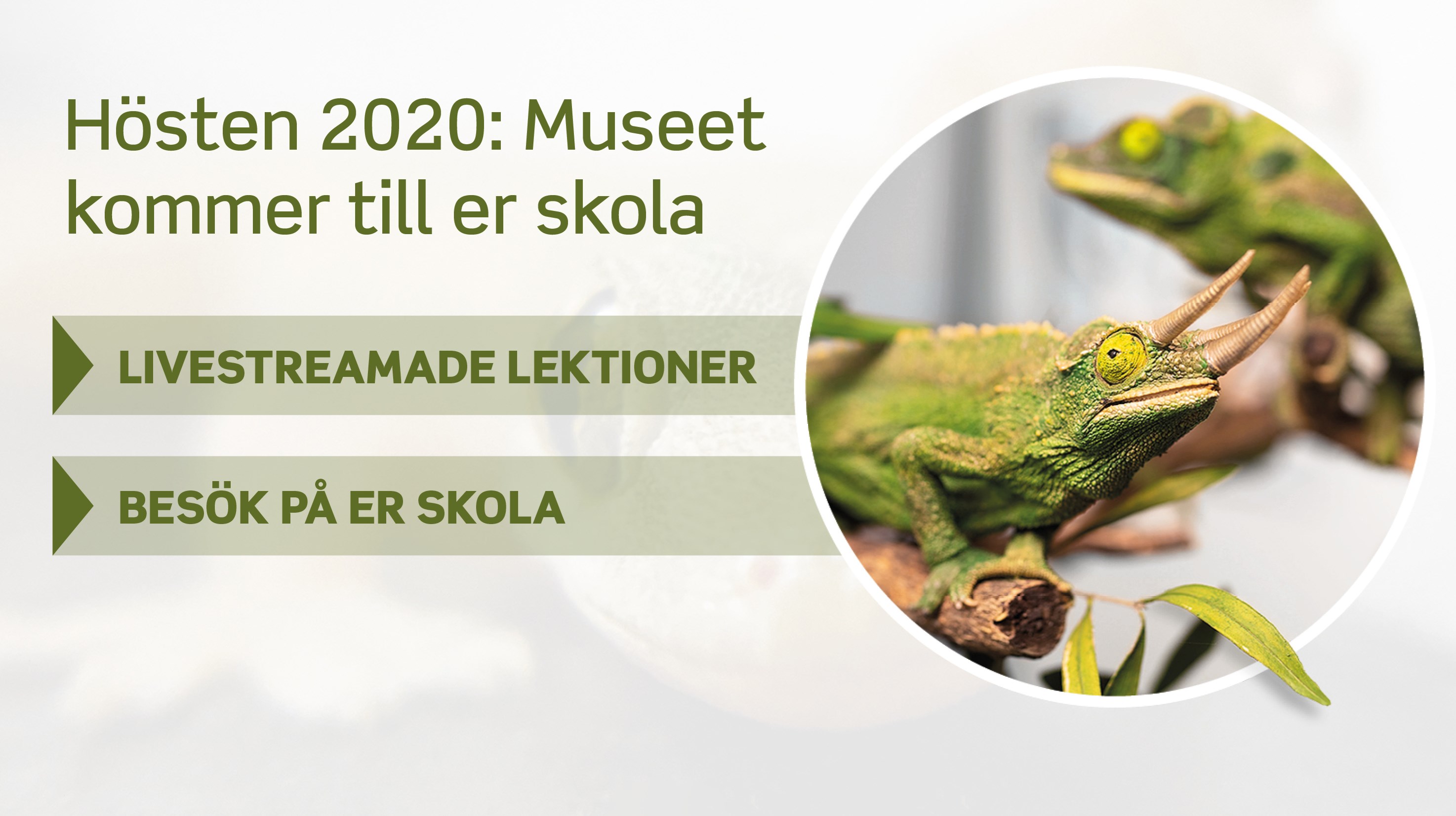 Illustration med text och en rund bild på ödlor