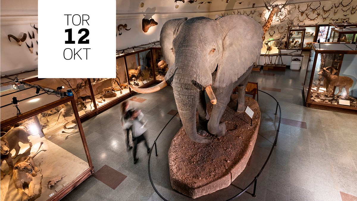 elefant i museet