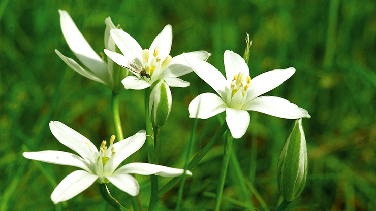 Blommor mot grönt gräs