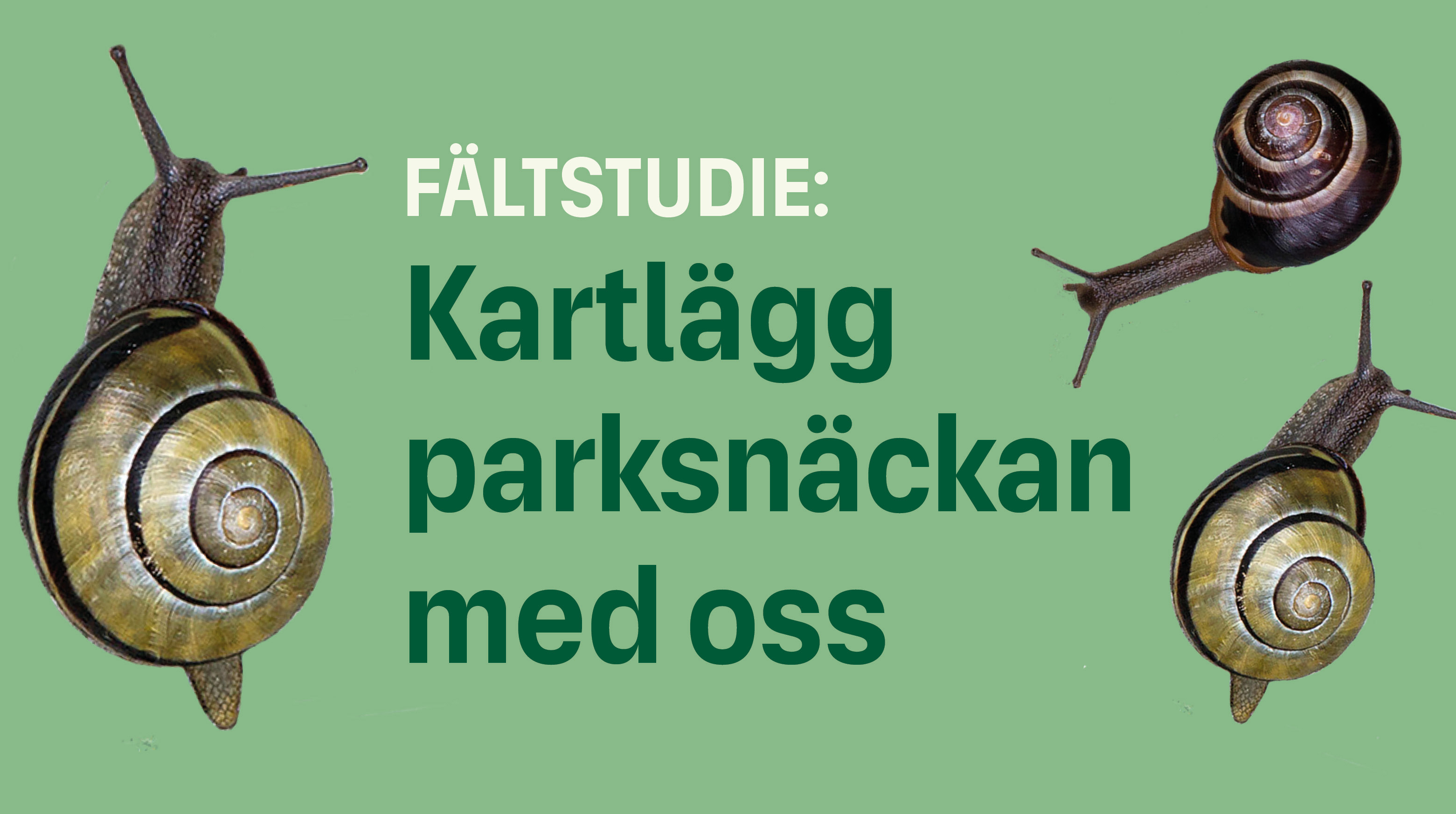 Foto på tre snäckor urklippta mot en grön bvakgrund med texten "Fältstudie: Kartlägg parksnäckan med oss"