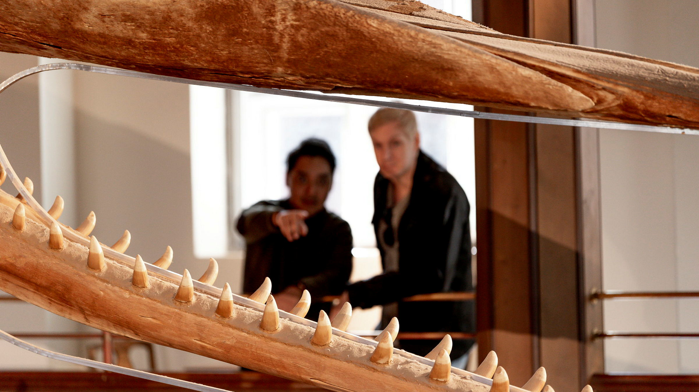 Två personer syns suddiga i bakgrunden peka mot ett öppet gap med tänder som ingår i ett skelett av någon val.