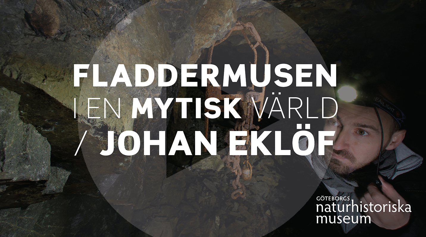 Bild på Johan Eklöf i en fladdermusgrotta med text över