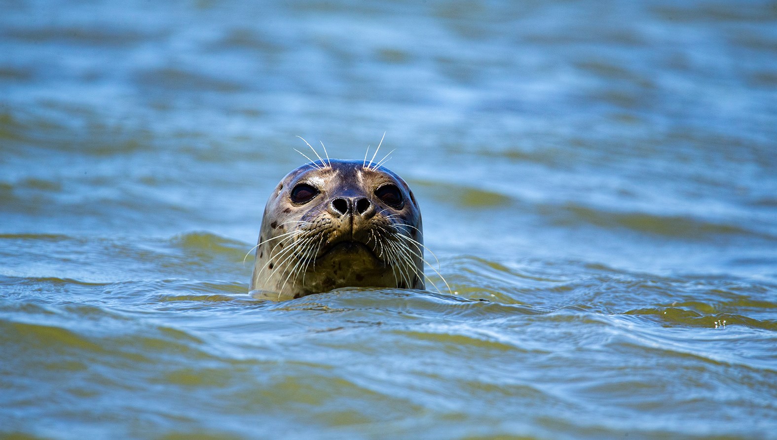 Ingen beskrivning tillgänglig
