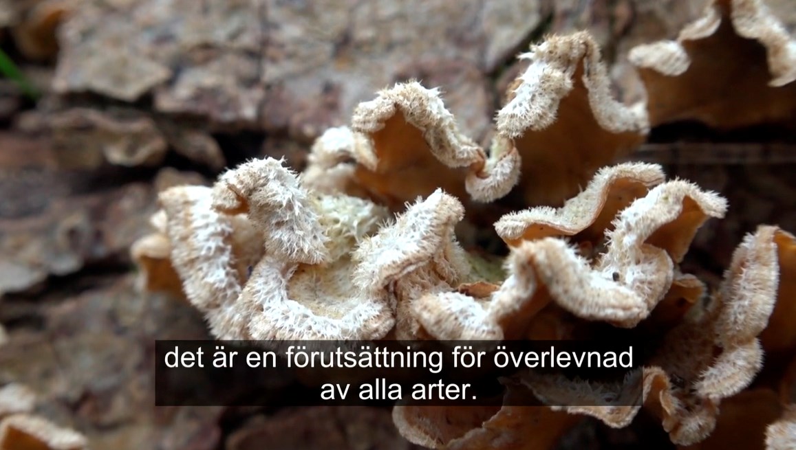 Någon slags vedsvamp