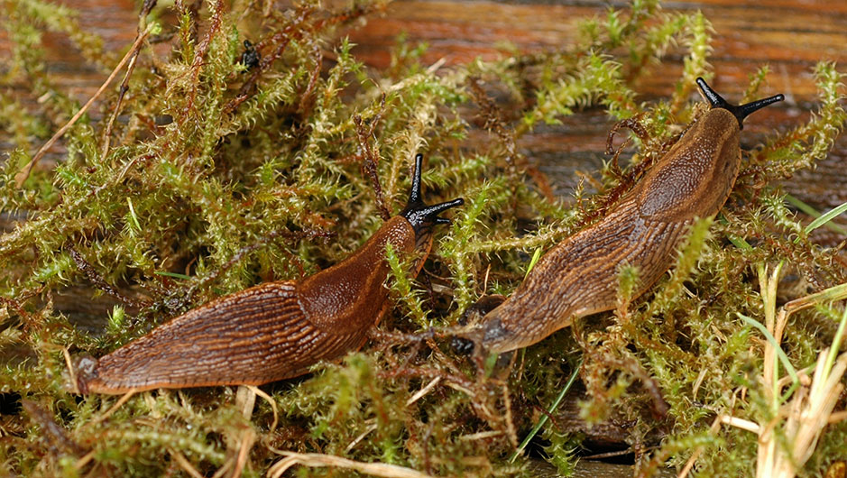 Ingen beskrivning tillgänglig