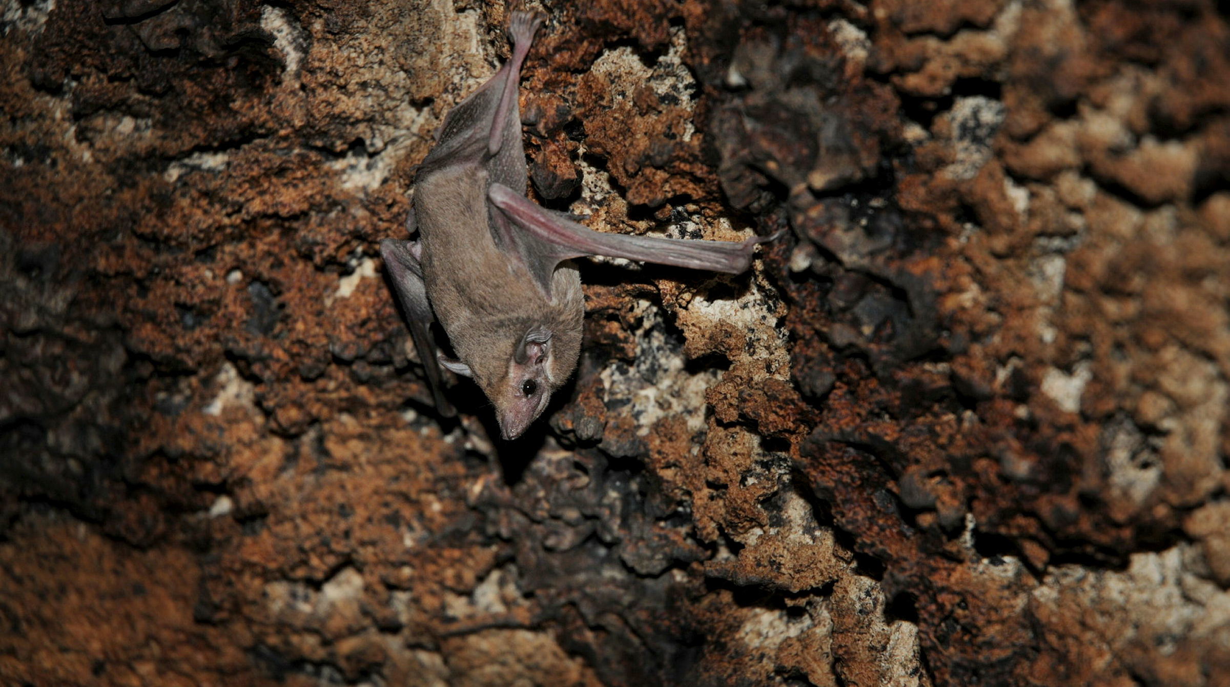En fladdermus trycker sig mot barken på ett träd.