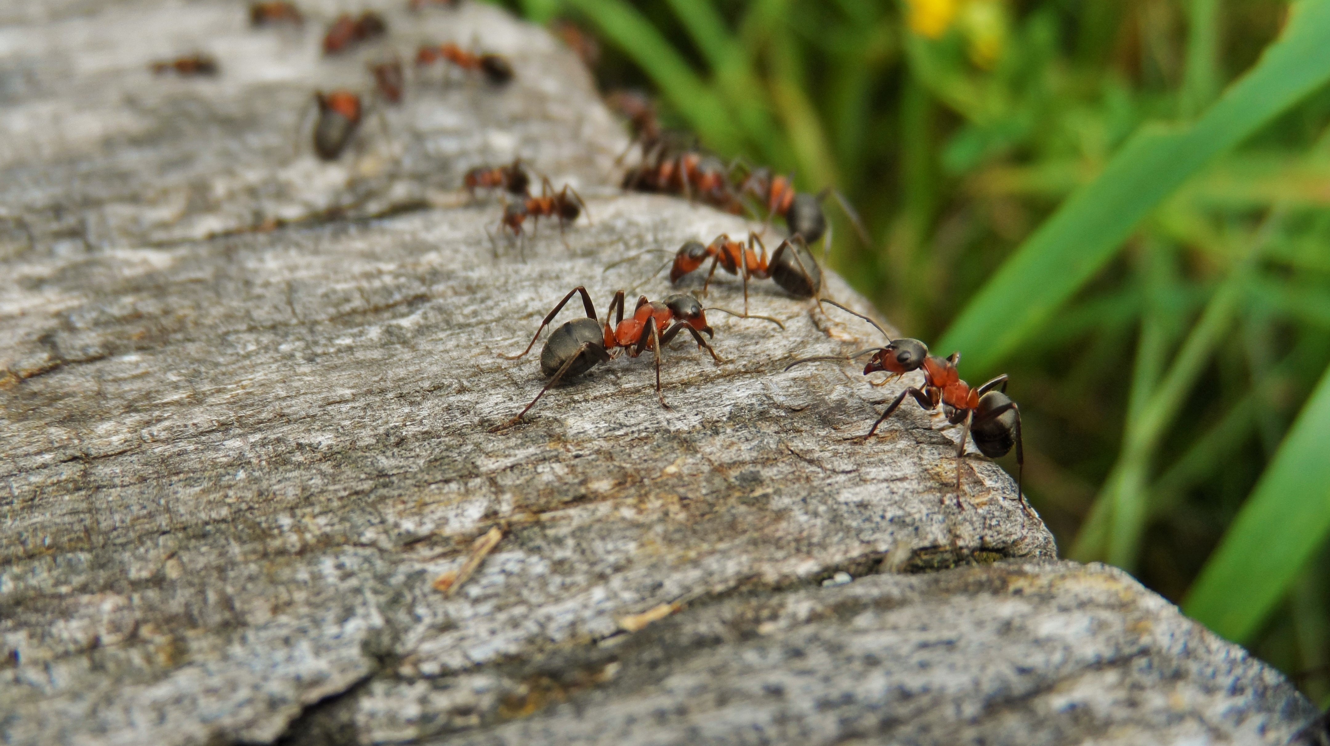 Bild på myror