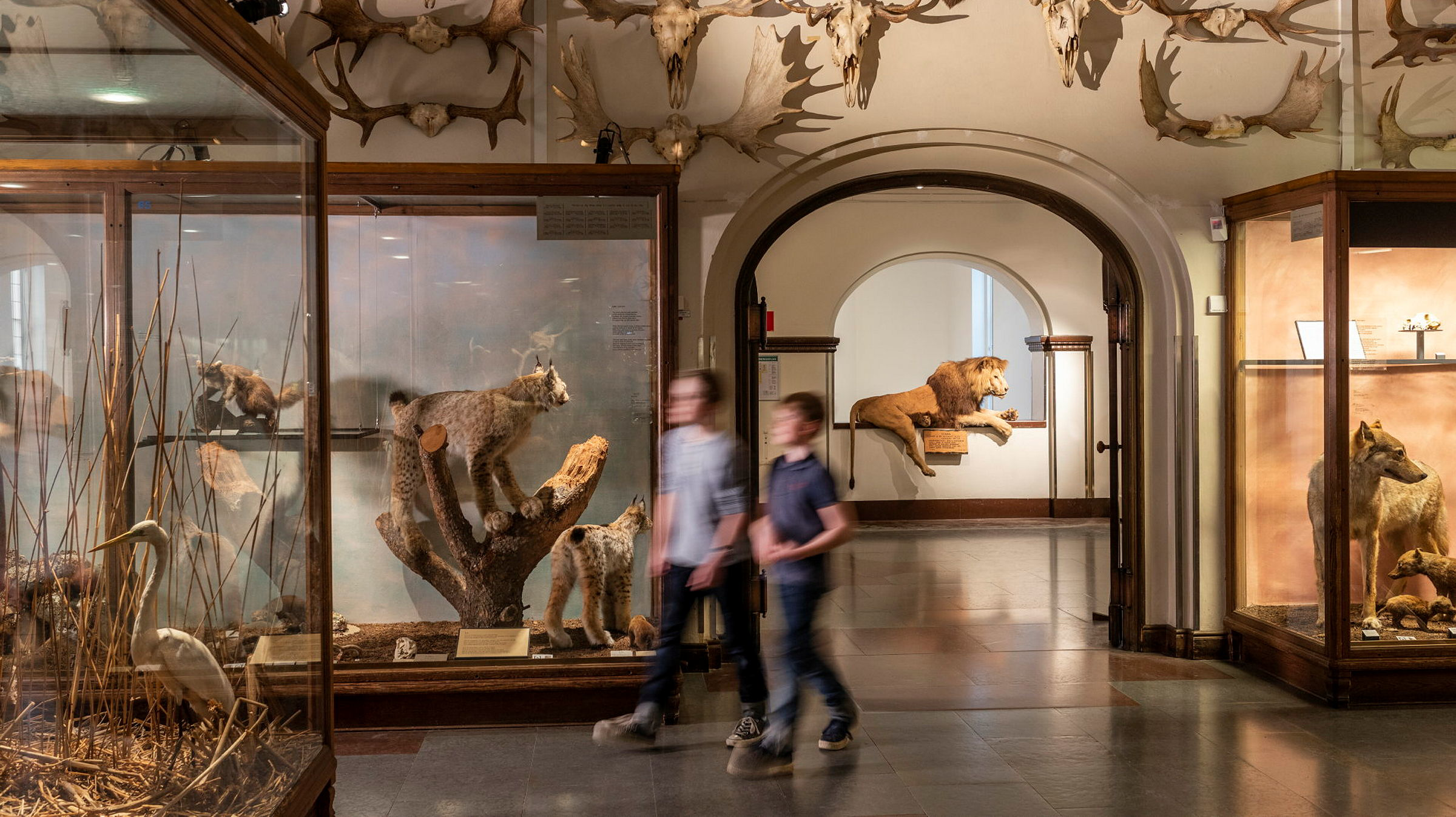 Två barn rör sig i en äldre museimiljö med montrar med djur