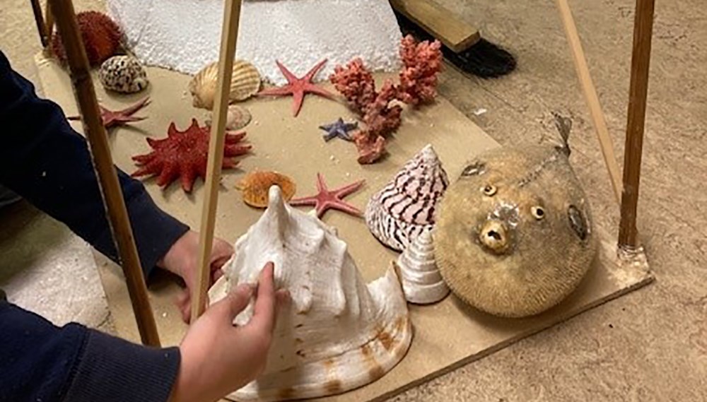 blåsfisk sjöstjärna