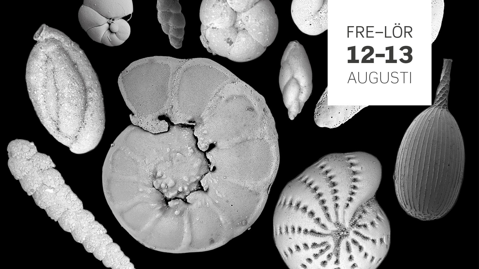Mini but mighty: Foraminifera on the Swedish west coast 