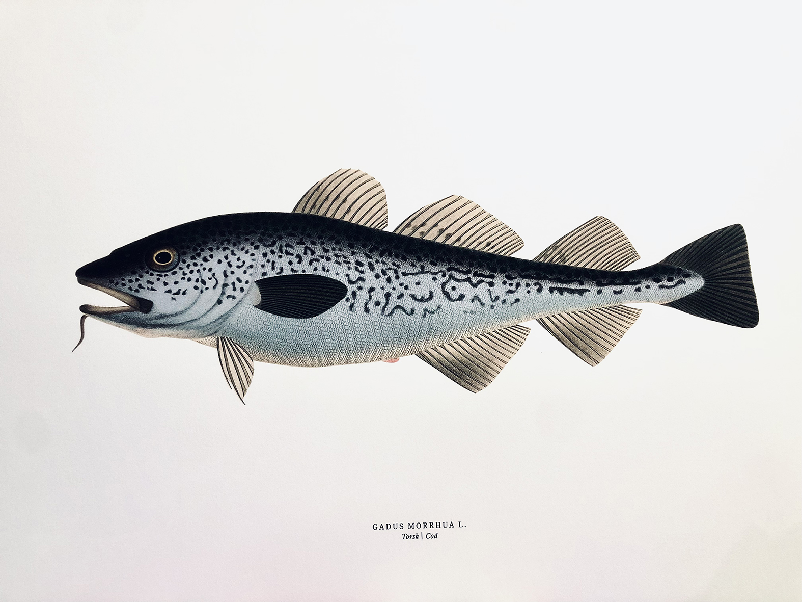 Illustration som visar en torsk