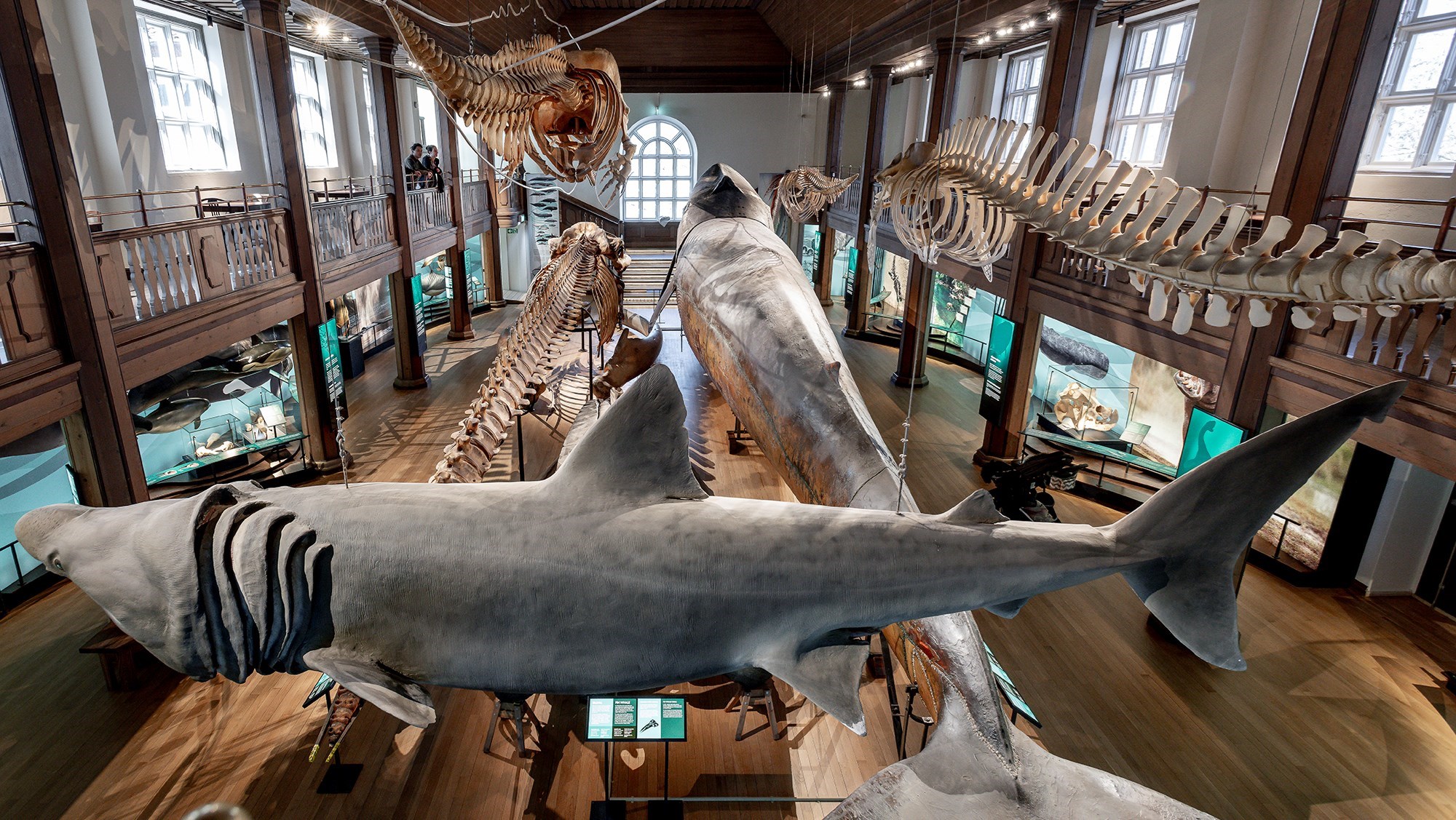 Picture of the whale hall