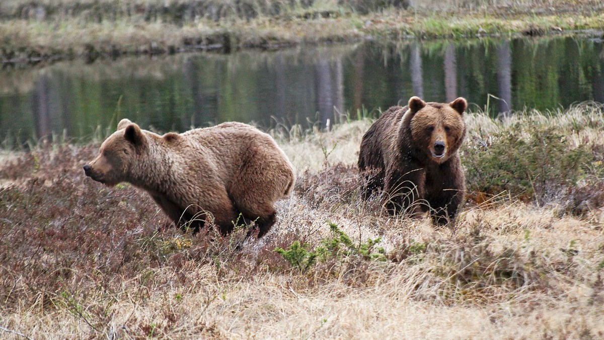 Picture of bears