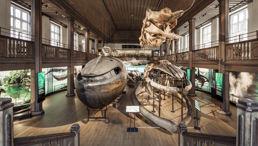 En stor museisal från tidigt 1900-tal med en uppstoppad/monterad blåval och två valskelett.